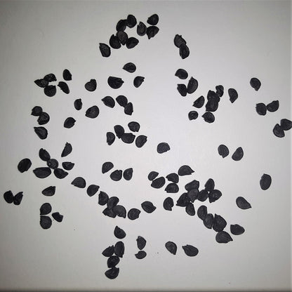 Onion Ovation Seeds