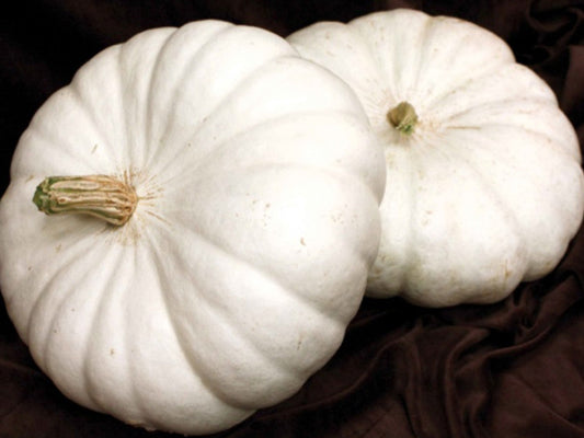 White Flat Boer Pumpkin