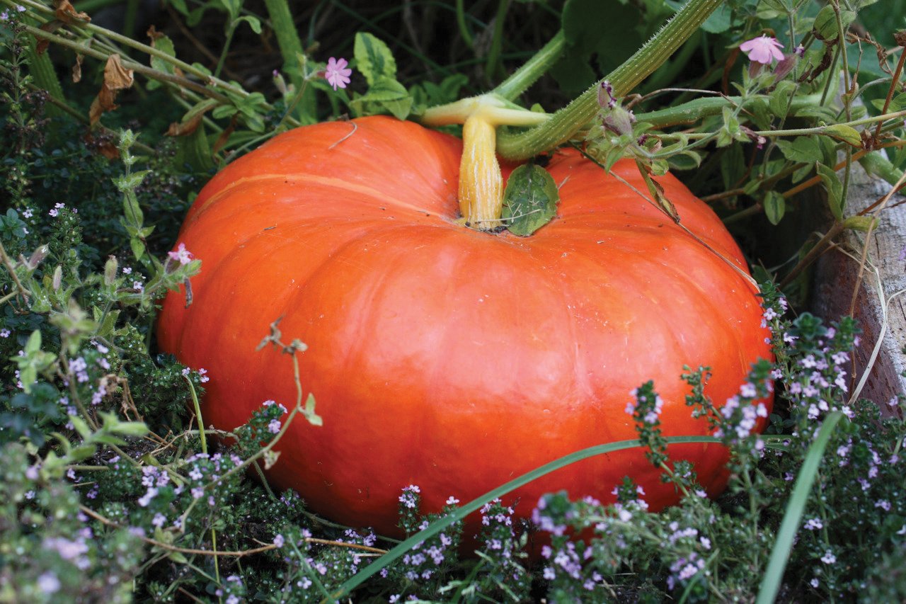 Rouge vif D'Etampes / Cinderella Pumpkin