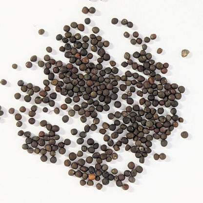 Long Island Improved Heirloom Brussels Sprouts Seeds