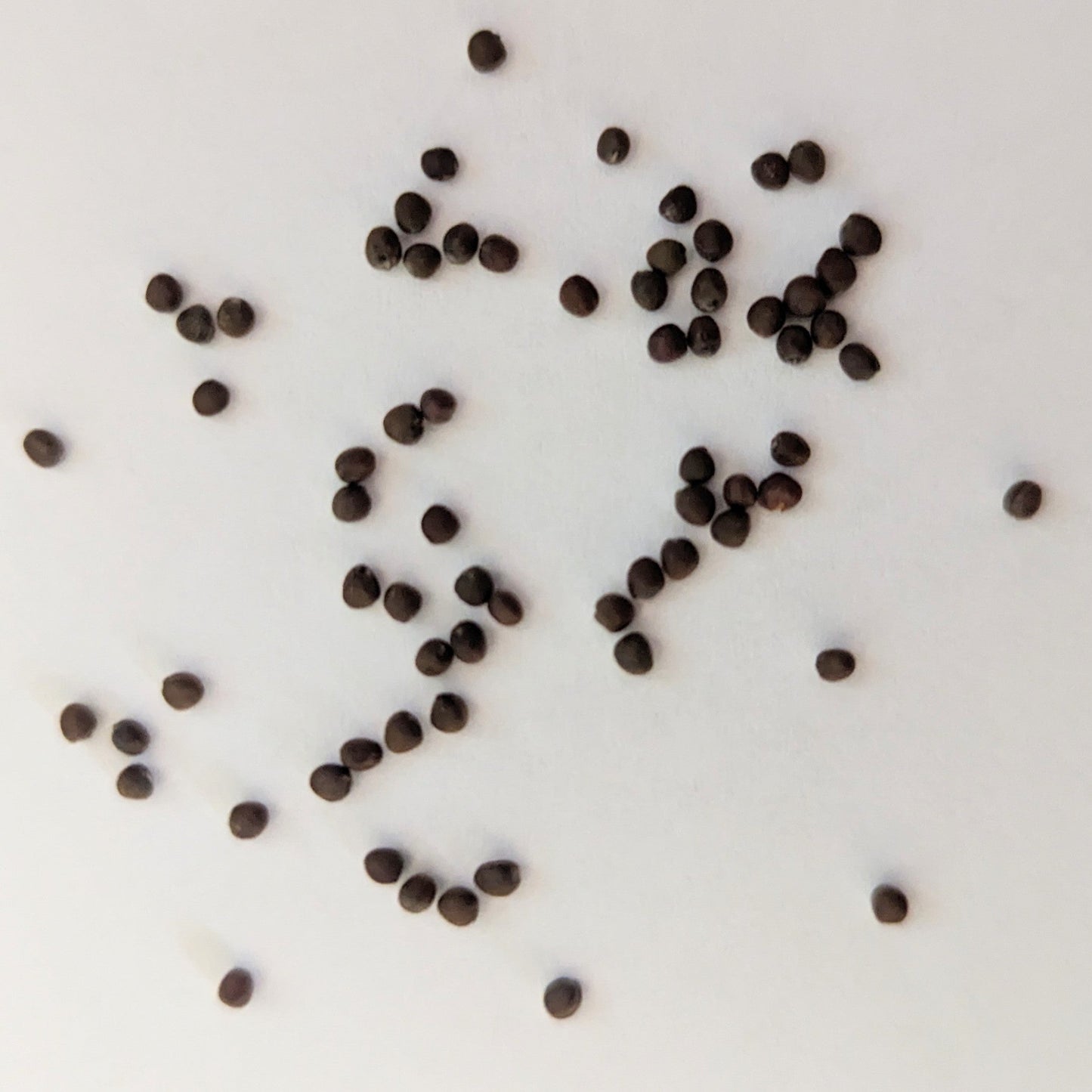 Kaitlin Hybrid Cabbage Seeds