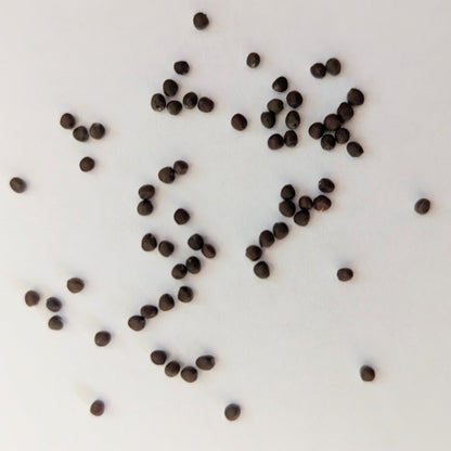 Kaitlin Hybrid Cabbage Seeds