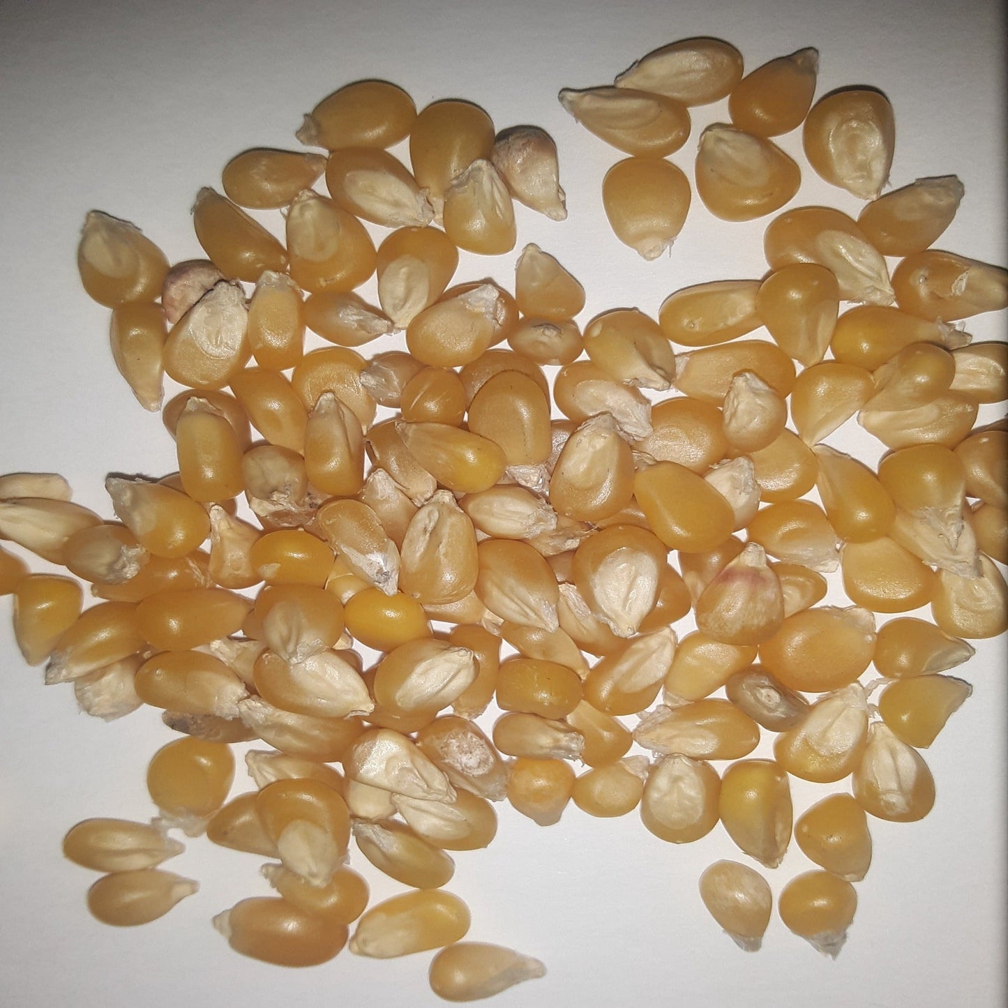 Pennsylvania Dutch Butter Popcorn Untreated Seeds