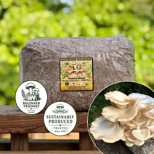 Oyster Mushroom Sawdust Spawn  - (Pleurotus spp.) - 5lb