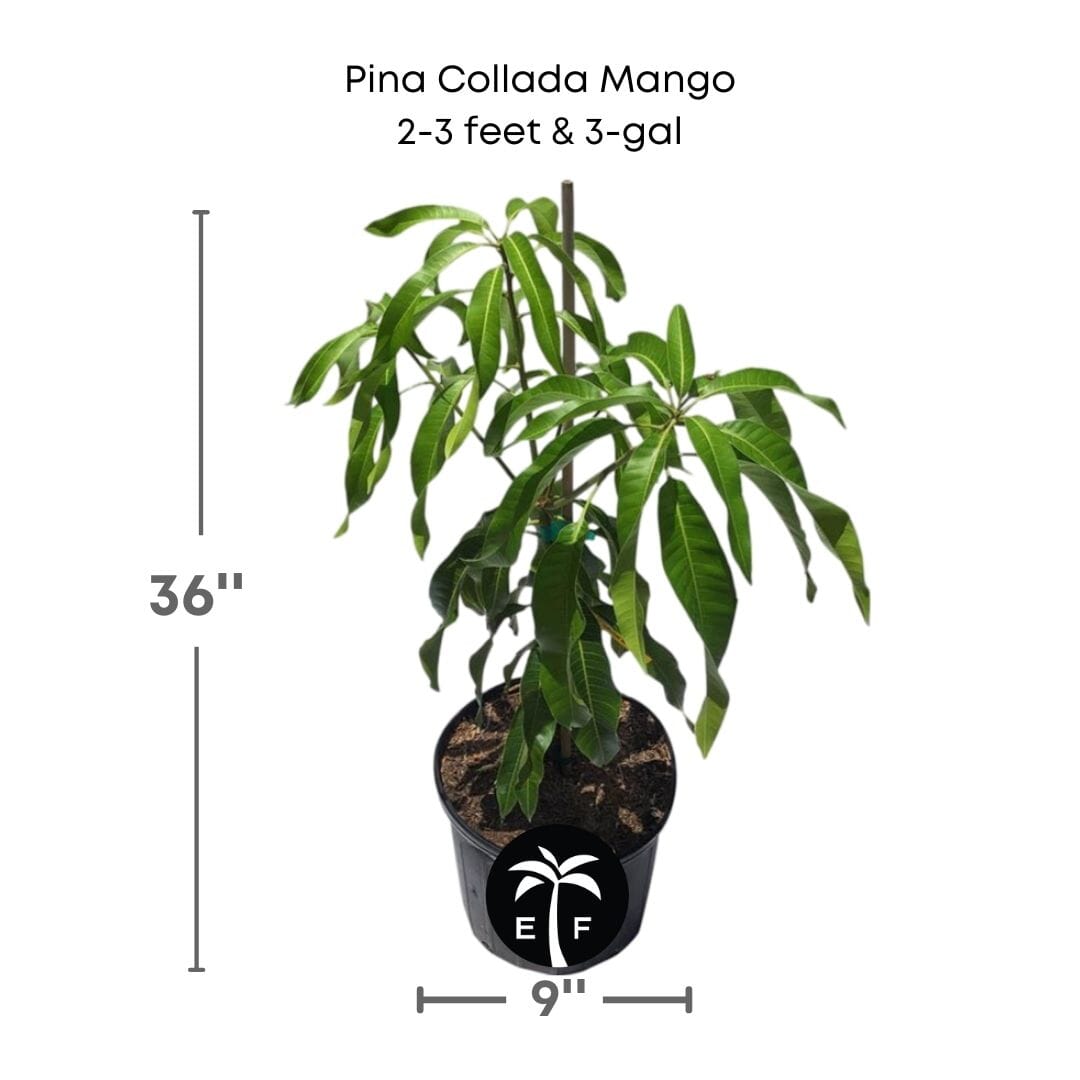 Pina Collada Mango Tree Grafted, Fruit Trees from Everglades Farm