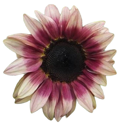 Papaw's Garden Supply Pro Cut Plum Sunflower Seed 20 CT/PACK