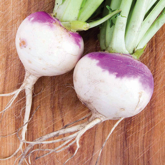 American Purple Top Rutabaga