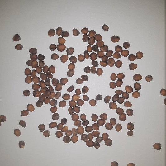 Watermelon (Winter) Radish Seeds