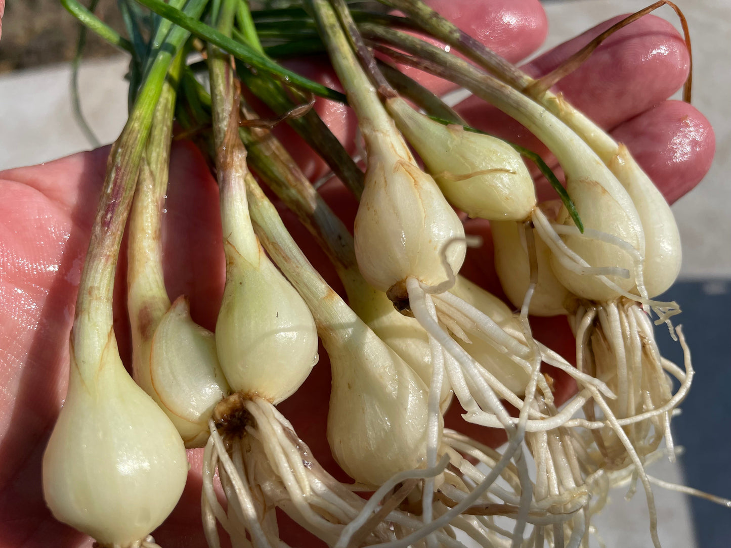 RAKKYO, Scallion for pickles  | Suzuki Farm | 1 bunch