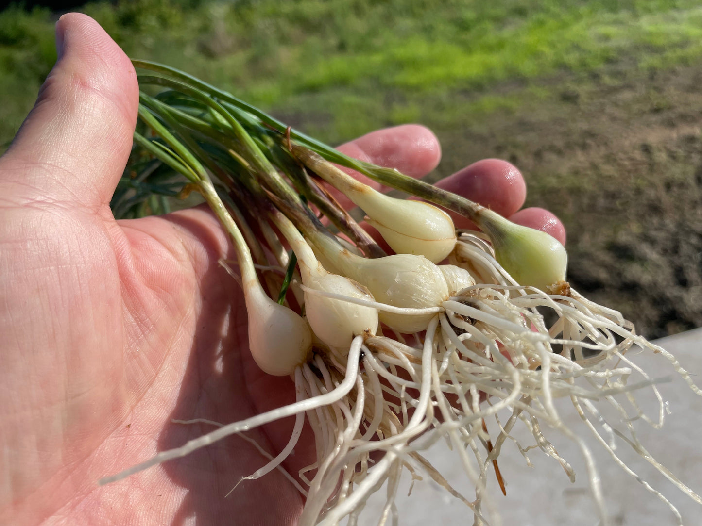 RAKKYO, Scallion for pickles  | Suzuki Farm | 1 bunch