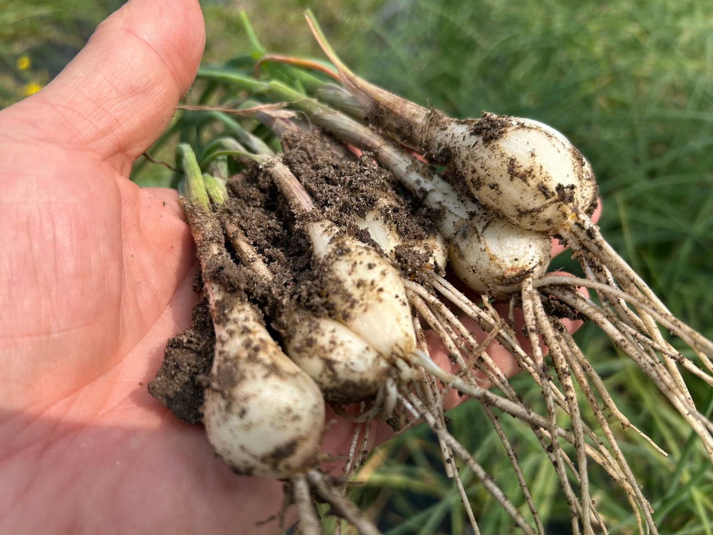 RAKKYO, Scallion for pickles  | Suzuki Farm | 1 bunch