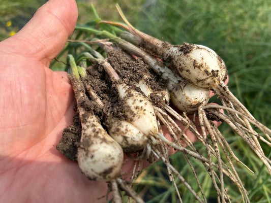 RAKKYO, Scallion for pickles  | Suzuki Farm | 1 bunch