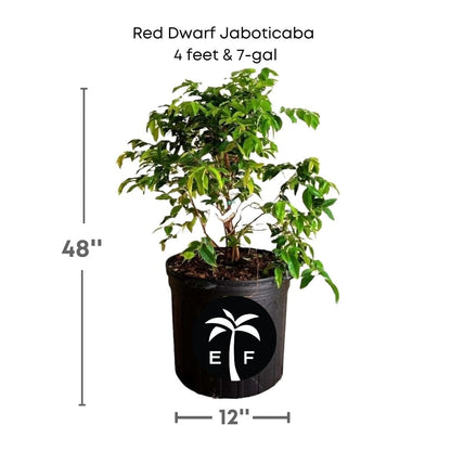 Red Dwarf Jaboticaba Tree, Hybrid