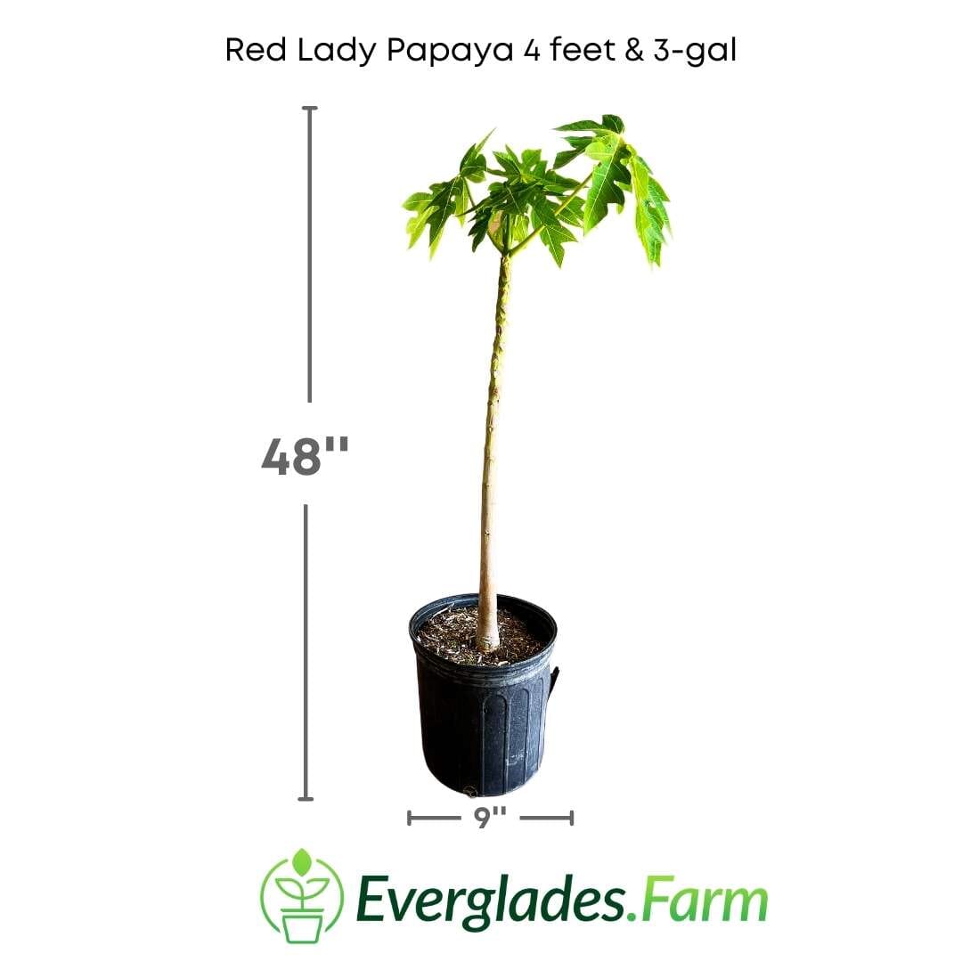 Red Lady Papaya Dwarf Tree, Fruit Trees from Everglades Farm