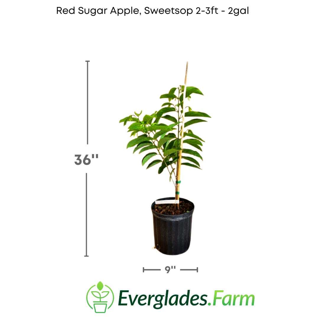 Red Sugar Apple, Sweetsop, Annona Tree, Fruit Trees from Everglades Farm