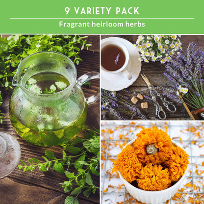 Medicinal Tea Herb Seeds Collection – 9 Heirloom Non-GMO Herbs for Calming Teas, Wellness & Home Apothecary Gardens (Chamomile, Lavender, Peppermint, Sage & More)