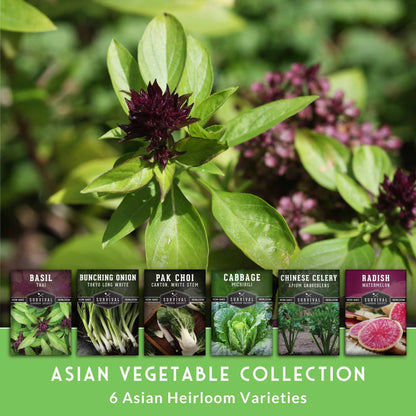 Asian Vegetable Seed Collection – 6 Heirloom, Non-GMO Varieties for Stir-Fries, Soups & Authentic Home Cooking