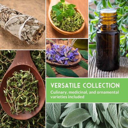 Drought-Tolerant Herb & Flower Seed Kit – 8 Full-Sun, Xeriscape-Friendly Varieties for Low-Water Gardens