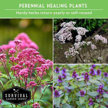 Herbalist Bundle – 8-Varieties of Heirloom Perennial & Biennial Healing Plants for Advanced Apothecary Gardens