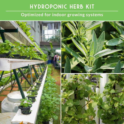 Indoor Herb Garden Hydroponic Seeds Collection – 6 Heirloom Non-GMO Culinary Herbs for Countertop, Tower & Year-Round Growing