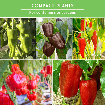Sweet Pepper Collection - California Wonder Bell, Marconi Red, Cubanelle, Chocolate Beauty, and Big Red Peppers