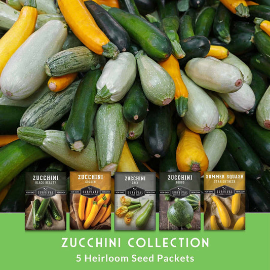 Zucchini & Squash Collection - Golden, Round, Black Beauty, Straight Neck Summer Squash