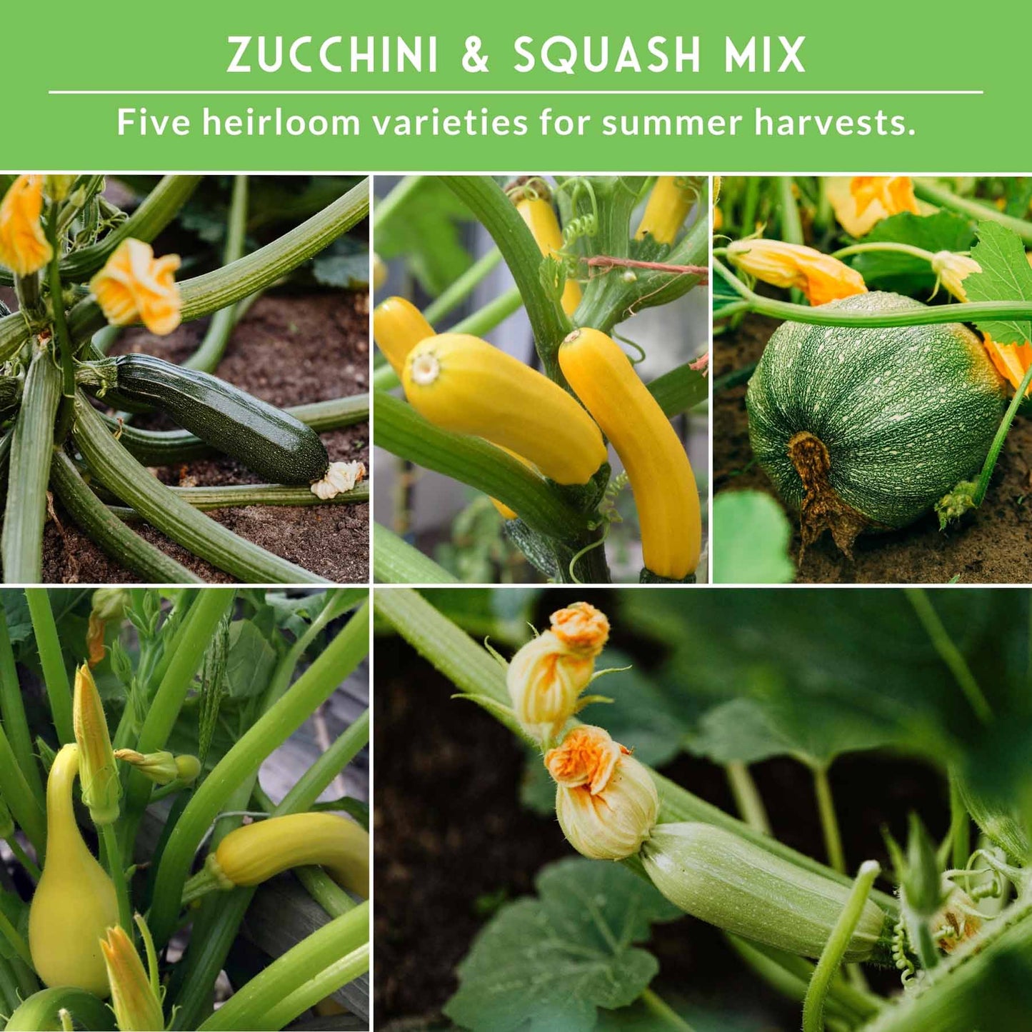 Zucchini & Squash Collection - Golden, Round, Black Beauty, Straight Neck Summer Squash