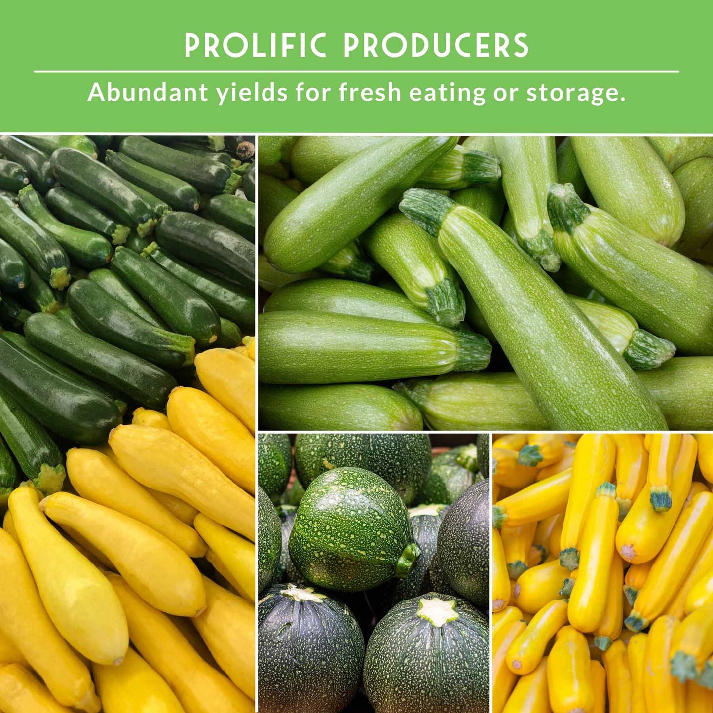 Zucchini & Squash Collection - Golden, Round, Black Beauty, Straight Neck Summer Squash