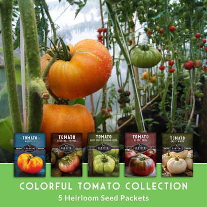 Colorful Tomato Seed Collection – Heirloom Rainbow Mix for Unique Flavors, Slicing & Summer Harvests