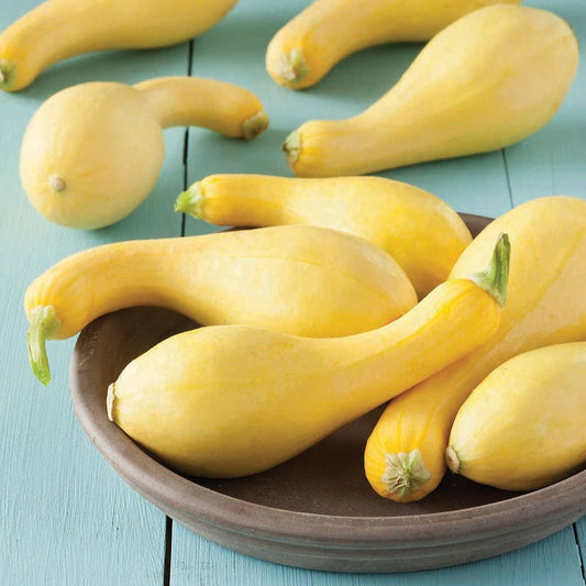 Crookneck Squash
