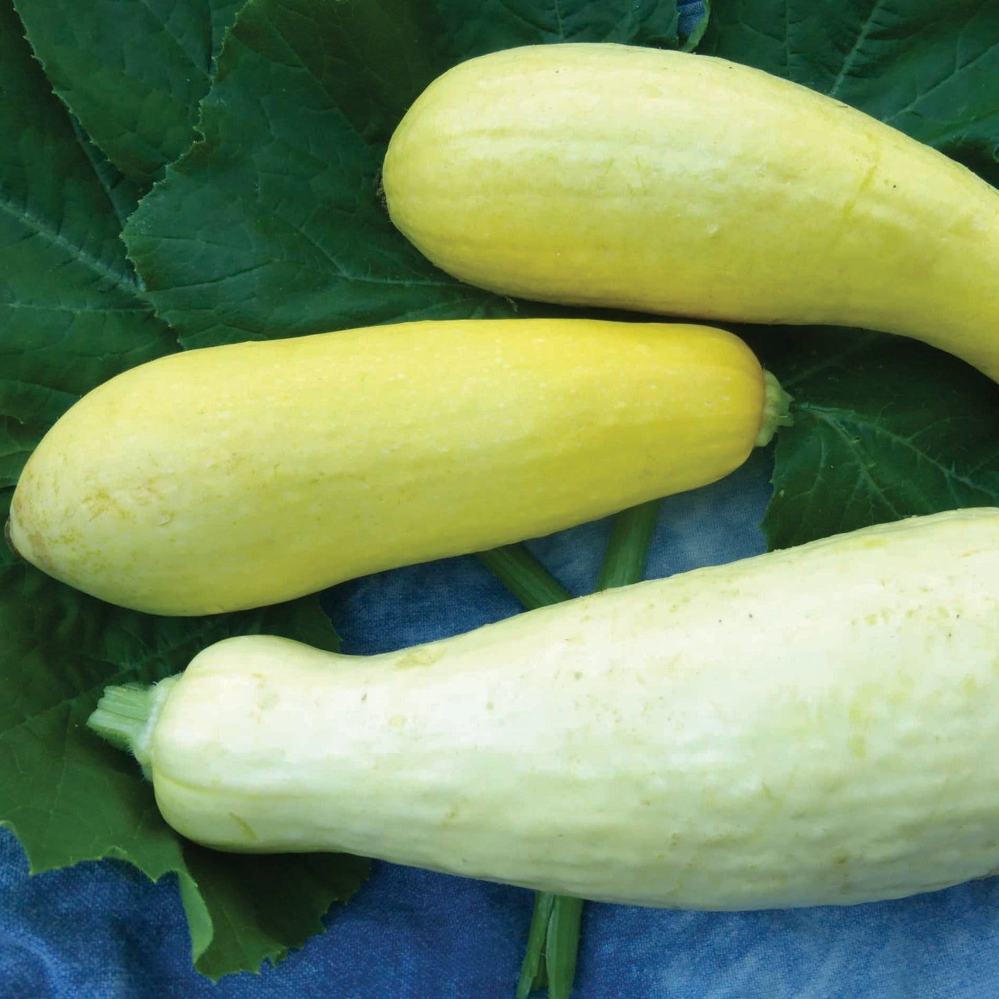 Early Prolific Straightneck Squash