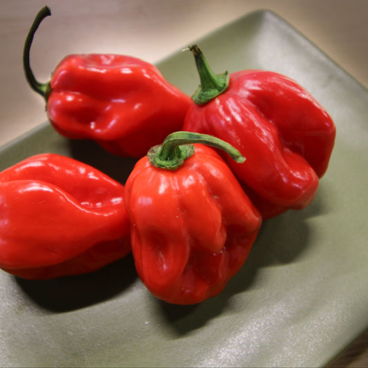 Caribbean Red Habanero Pepper