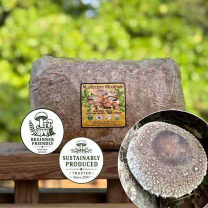 Shiitake Mushroom Sawdust Spawn - (Lentinula edodes) - 5lb
