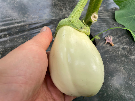 White Eggplant l Suzuki Farm l 2 pc