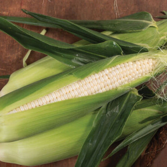 Silver Queen Treated Hybrid Sweet Corn Seed