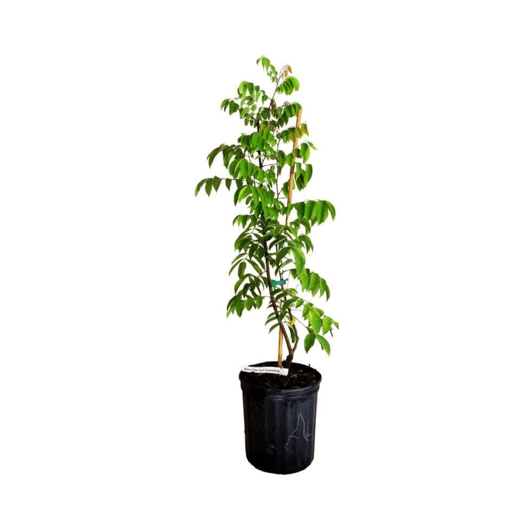 Arkin Star fruit Carambola Fruit Tree, Grafted, Fruit Trees from Everglades Farm