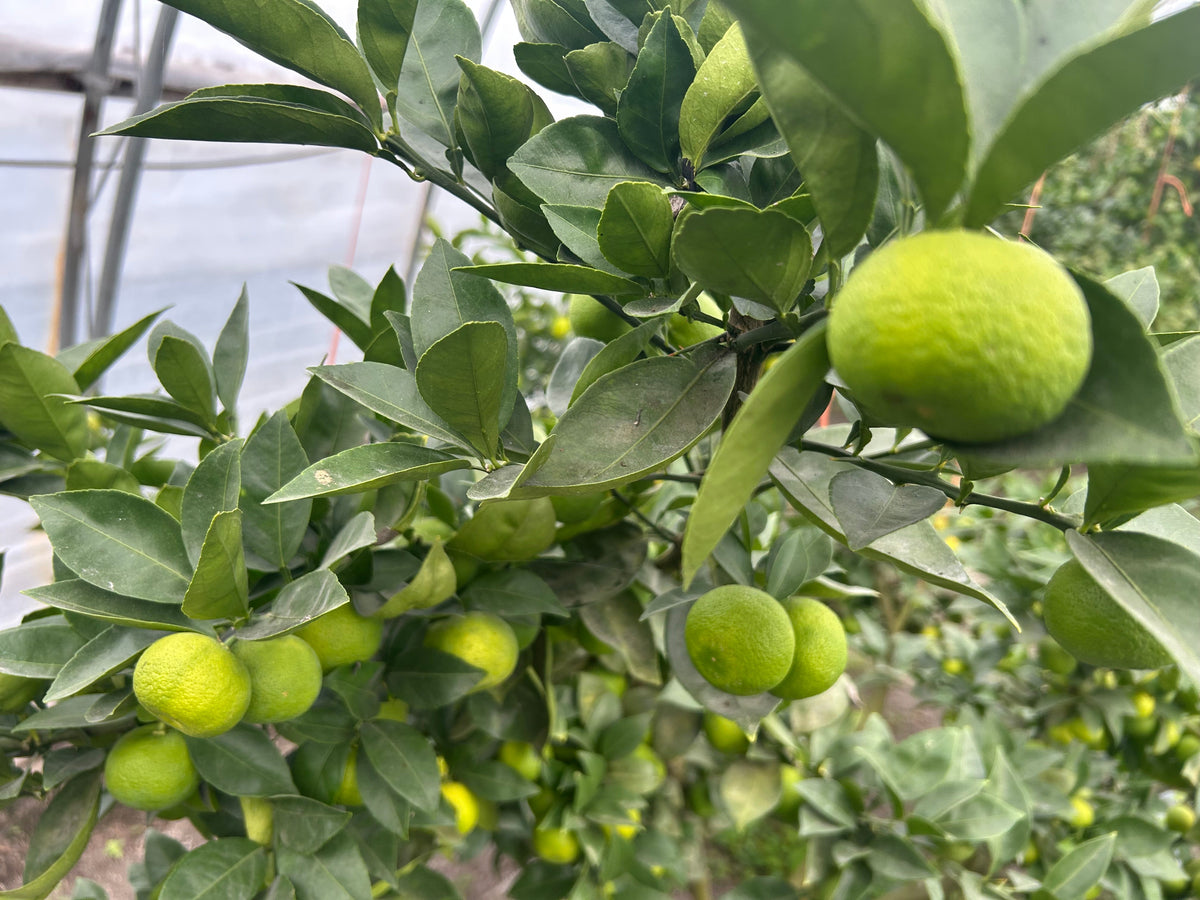 SUDACHI | Suzuki Farm | 2-3 pc