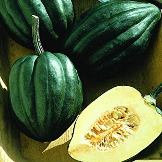 Table King Bush Winter Squash Seeds