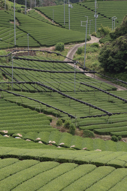Samidori Single Cultivar Matcha, Tea from isshiki matcha