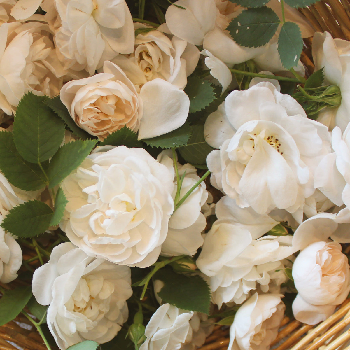 Strawberry with Wild Rose, image 3 of 11