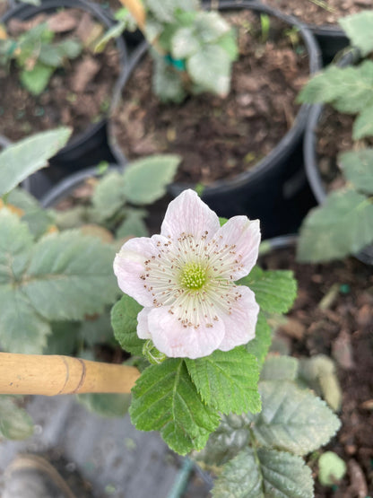 Von, Summer Bearing, Thornless Blackberry Plant