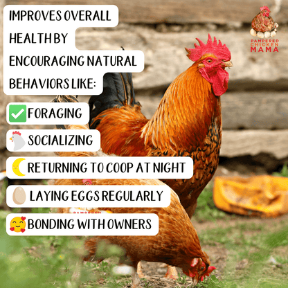 Premium Cracked Corn - Grown in Missouri for Pet Chickens