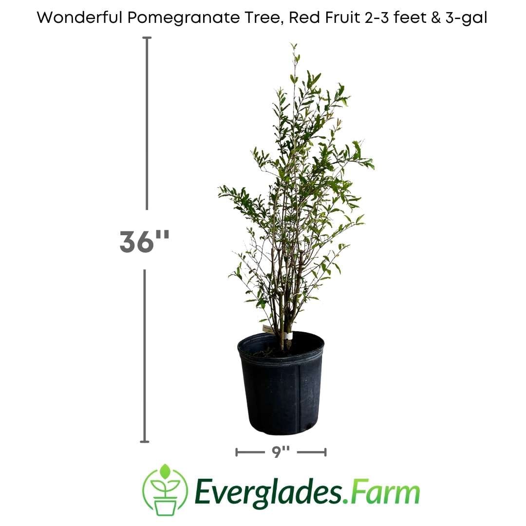 Wonderful Pomegranate Tree, Red Fruit, Fruit Trees from Everglades Farm