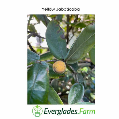 Jaboticaba Yellow  Tree