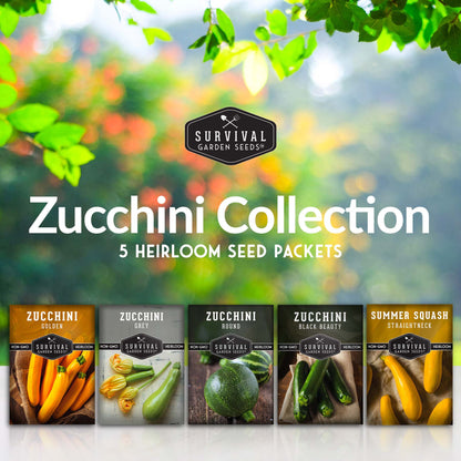 Zucchini & Squash Collection - Golden, Round, Black Beauty, Straight Neck Summer Squash