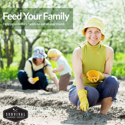 Zucchini & Squash Collection - Golden, Round, Black Beauty, Straight Neck Summer Squash