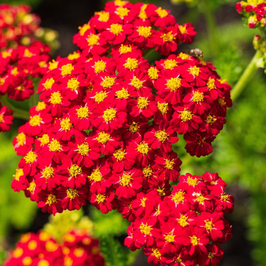 Achillea Seeds - Red Yarrow