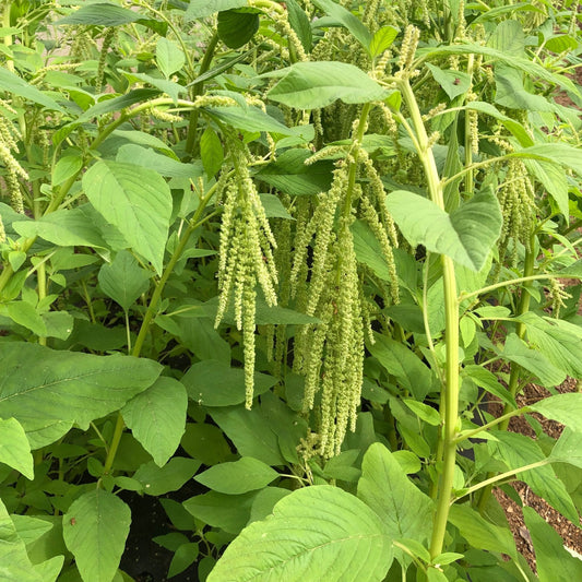 Amaranth Seeds - Green Tails
