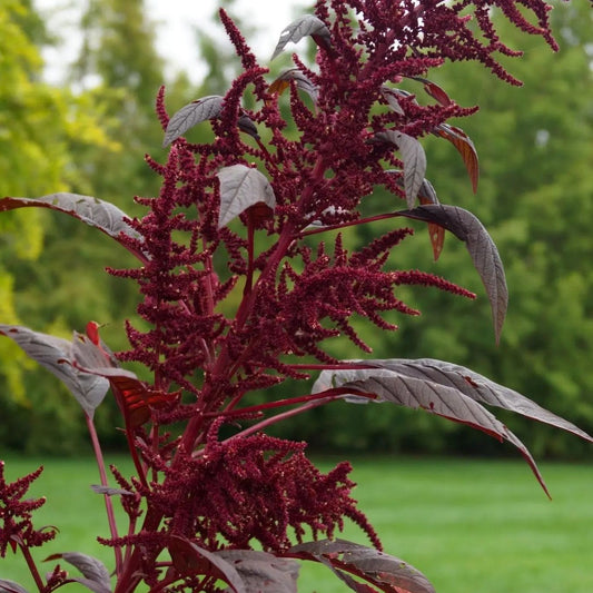 Amaranth Seeds - Hopi Red Dye