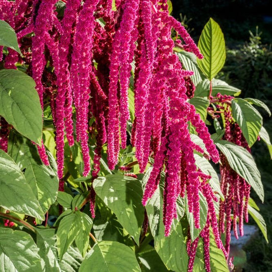 Amaranth Seeds - Love Lies Bleeding